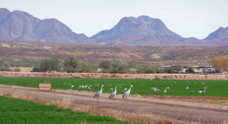 Sandhill Cranes Cibola NWR