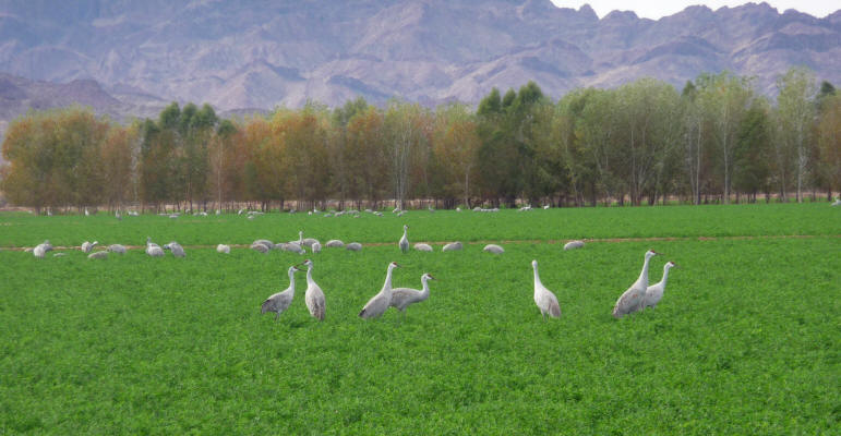 Sandhill Cranes Cibola NWR