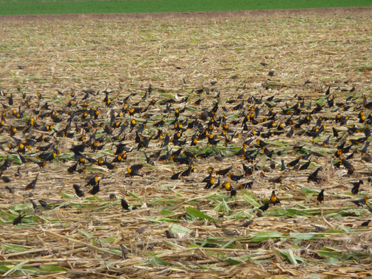 Yellow-headed blackbirds