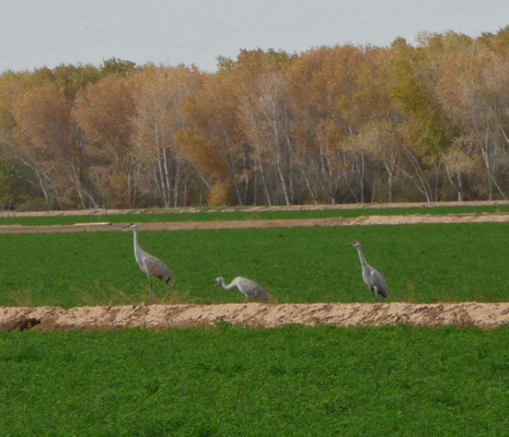 Sandhill Cranes Cibola NWR