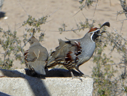 Gambel’s Quail