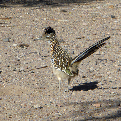 Roadrunner