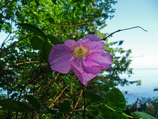 Nootka Roses at Salt Creek WA