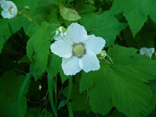 Thimble Berry flowers Salt Creek WA