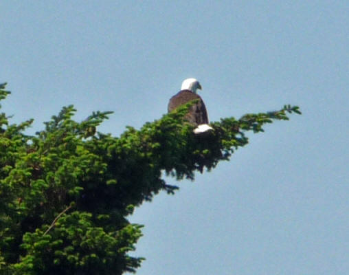 Bald Eagle in tree at Salt Creek Campground