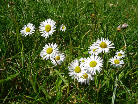 English daisies in lawn Salt Creek