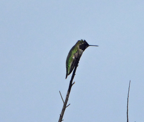 Hummingbird Lake Poway CA