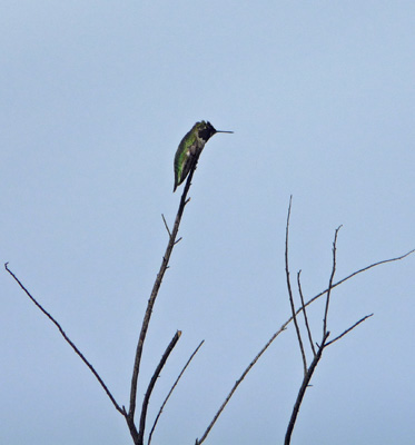 Hummingbird Lake Poway CA