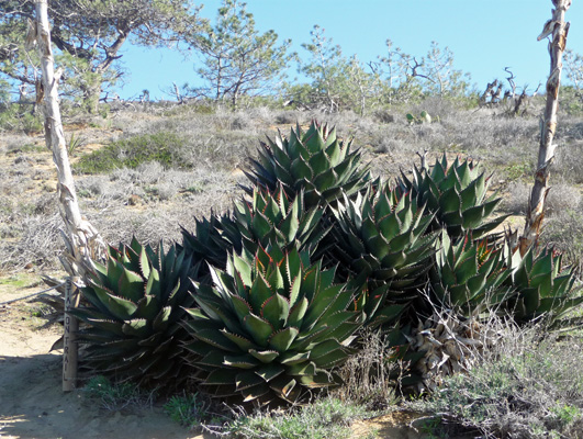 Aloe Torrey Pines SP