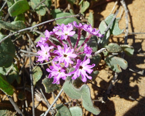 Vebena at Torrey Pines State Park