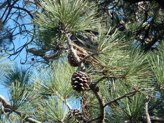 Torrey Pine at Torrey Pines SP