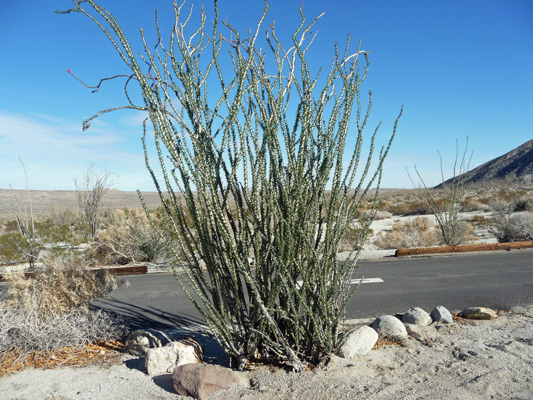 Ocotilla at Agua Caliente County Park CA