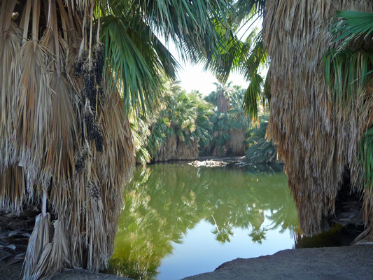 Palm Grove Pool at Holtville Hot Spring