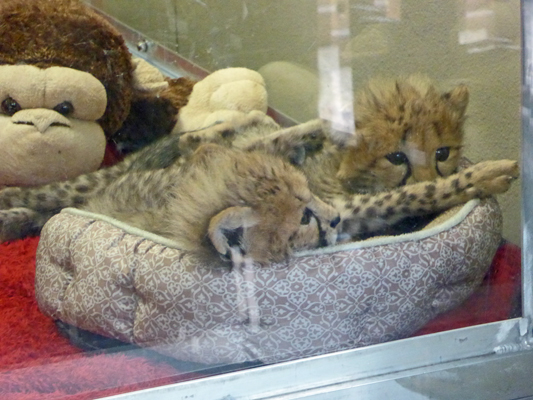 Baby cheetahs San Diego Safari Park