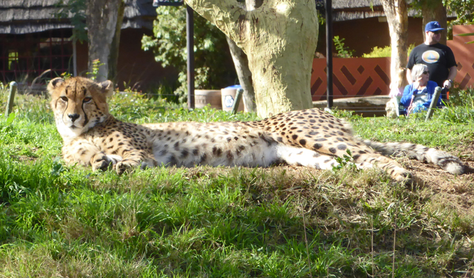 juvenile cheetah San Diego Safari Park