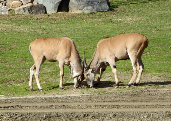 Antelopes locking horns