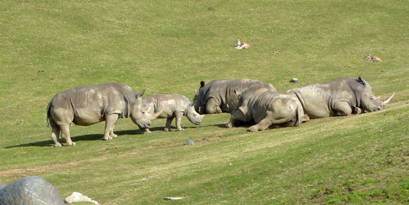 White rhinos San Diego Safari Park