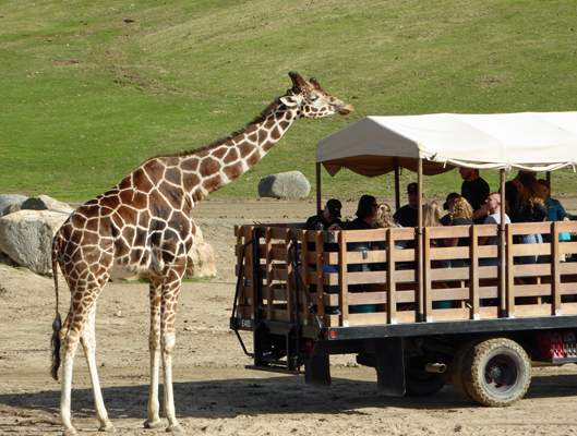 Giraffee San Diego Safari Park