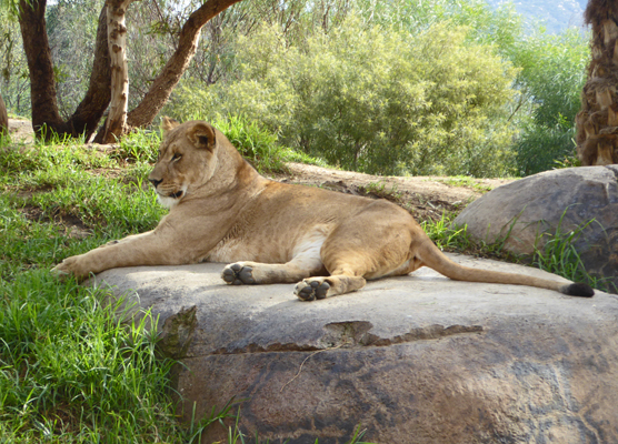 young lioness San Diego Safari Park