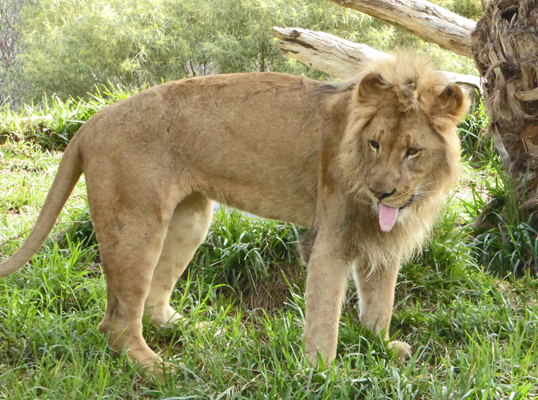 Young male lion San Diego Safari Park