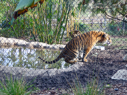 Tiger and pond San Diego Safari Park