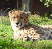 Cheetah San Diego Safari Park