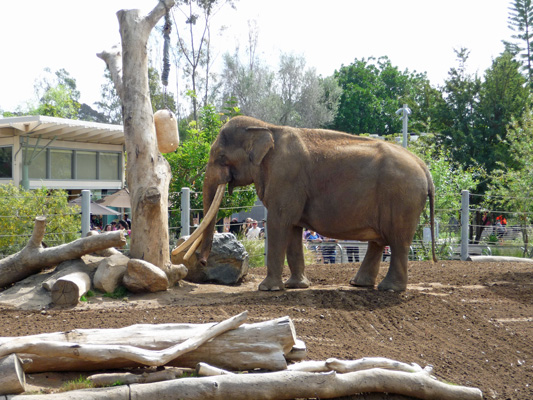 Elephant with long tusks San Diego Zoo