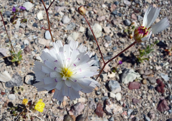 Gravel Ghost (Atrichoseris platyphylla)