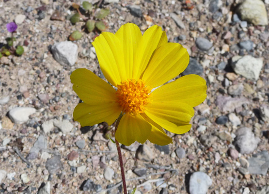 Desert Gold (Geraea canescens)