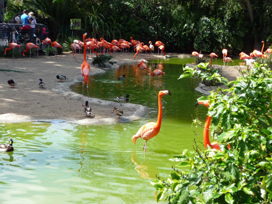 Flamingos San Diego Zoo