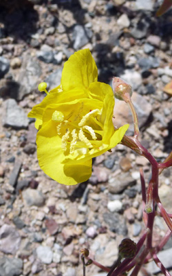 Golden Evening Primrose (Camissonia brevipes)