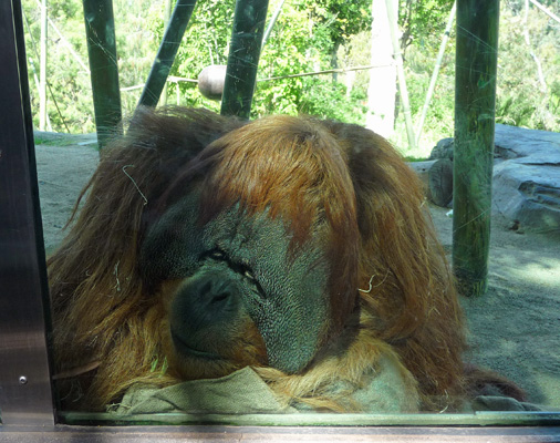 Orangutan San Diego Zoo
