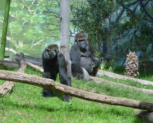 Gorillas San Diego Zoo