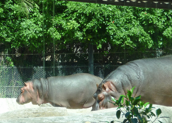 Mom and baby hippos San Diego Zoo