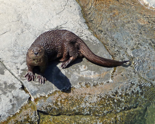 Spotted Necked Otter