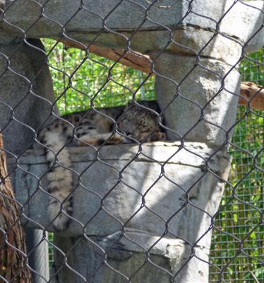 Snow  Leopard San Diego Zoo