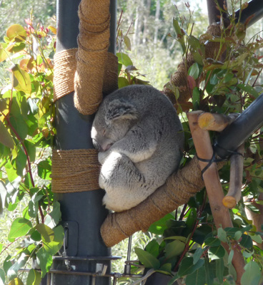 Sleeping Koala San Diego Zoo