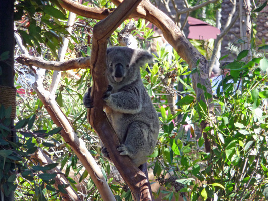 Awake Koala San Diego Zoo