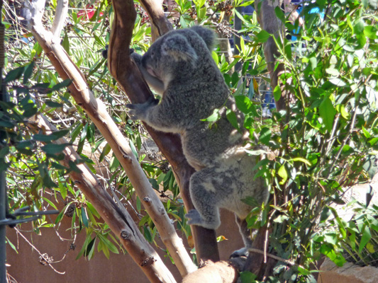 koala near harrah