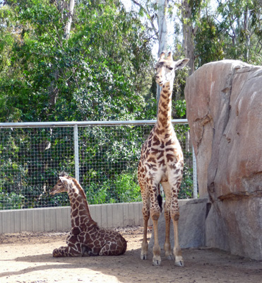Giraffes San Diego Zoo