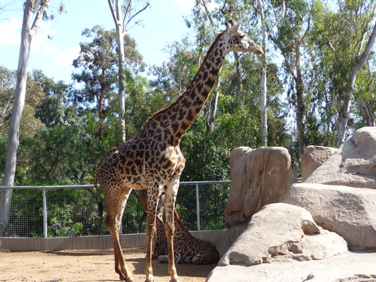 Giraffes San Diego Zoo