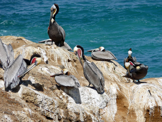 Brown Pelicans La Jolla CA