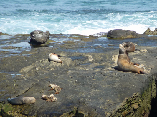 Sea Lions La Jolla Cove area