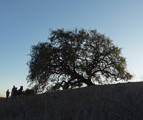 Live Oak Crane Creek Regional Park