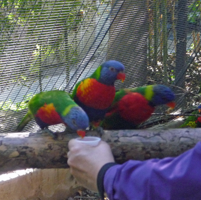 Lorikeets at San Diego Zoo Safari Park