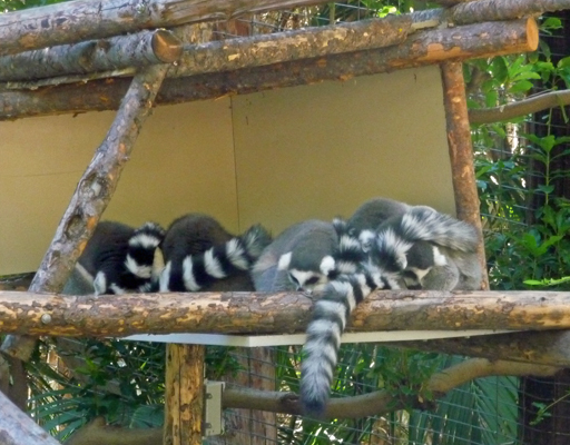 Ring tailed Lemurs San Diego Zoo Safari Park