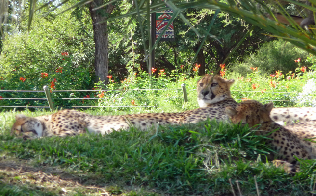 Cheetahs San Diego Zoo Safari Park