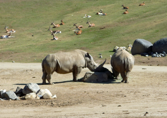 Rhinos San Diego Zoo Safari Park