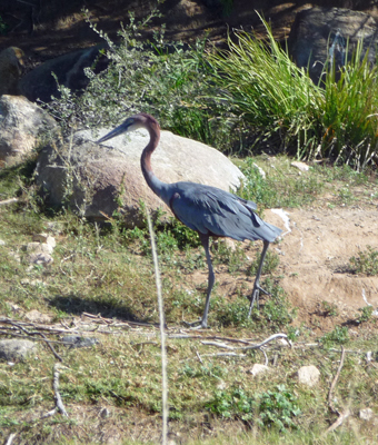 Exotic bird San Diego Zoo Safari park