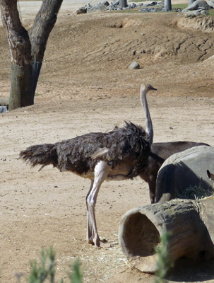 Ostrich San Diego Zoo Safari Park